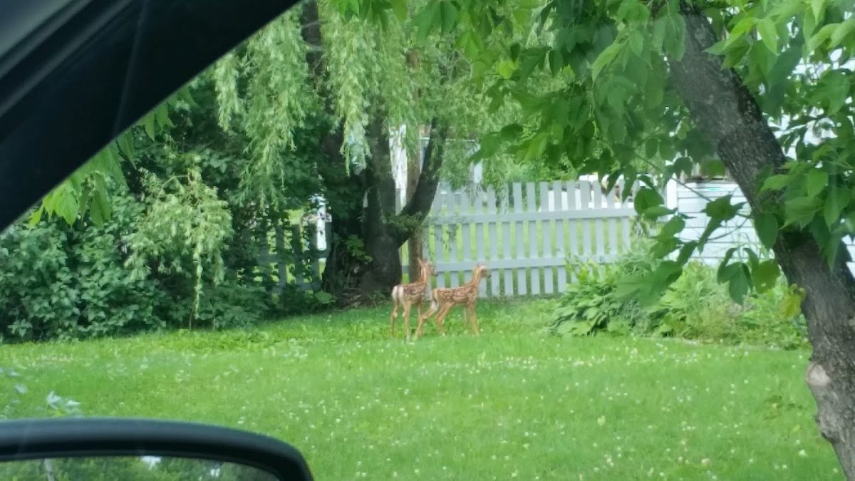 Aroostook River, Maine
