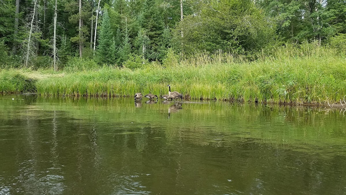Au Sable River - South Branch, Michigan