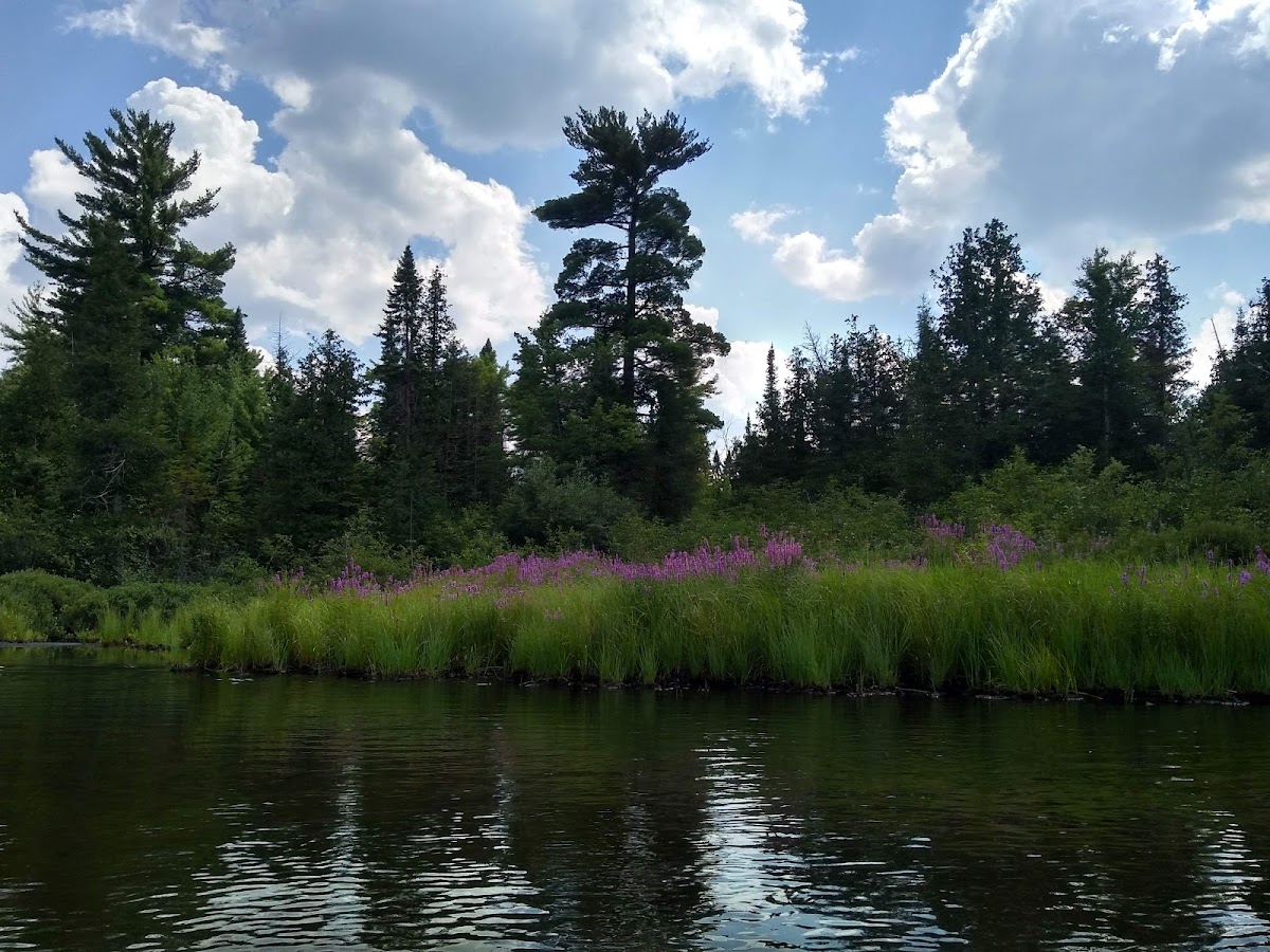 Au Sable River, Michigan