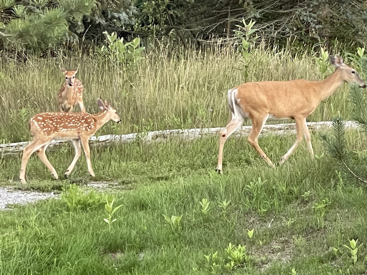 Black River, Michigan