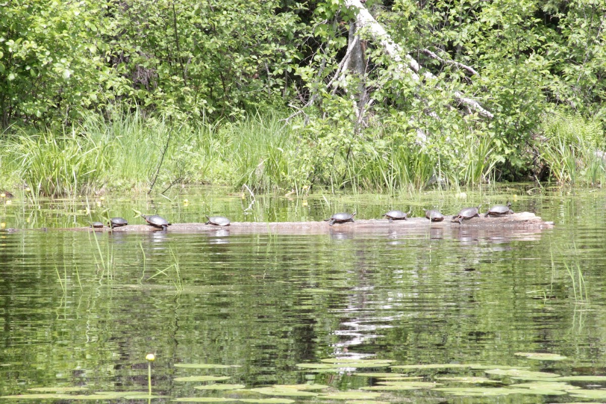 Caldron Falls Reservoir, Wisconsin