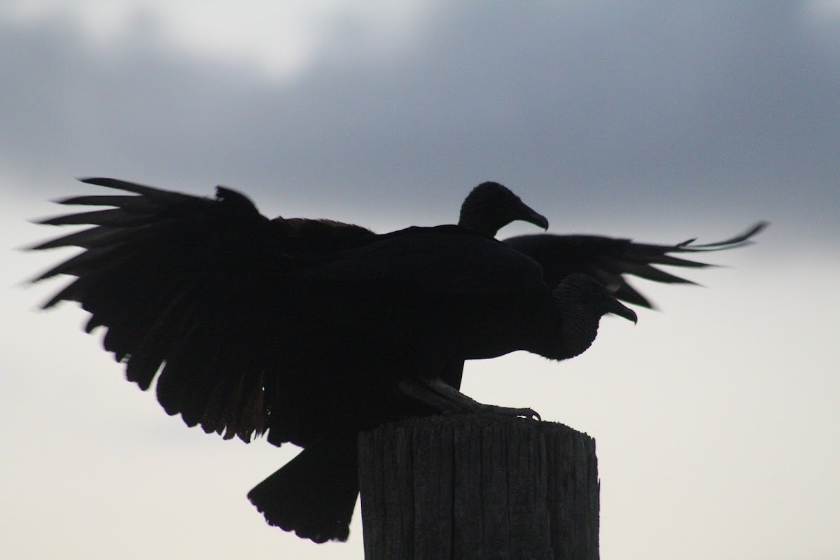 Chokoloskee Bay, Florida
