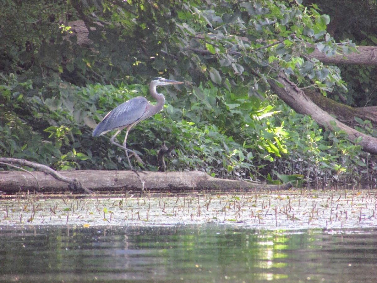 Grand River, Michigan