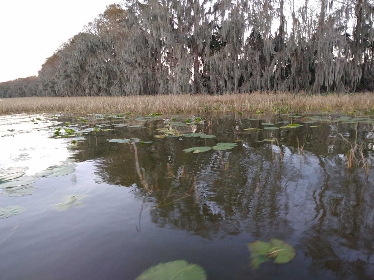 Lake Harris, Florida
