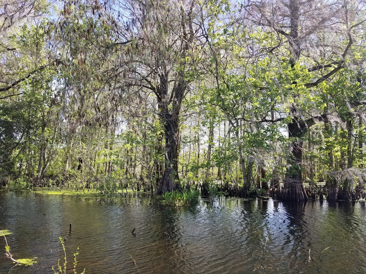Lake Panasoffkee, Florida