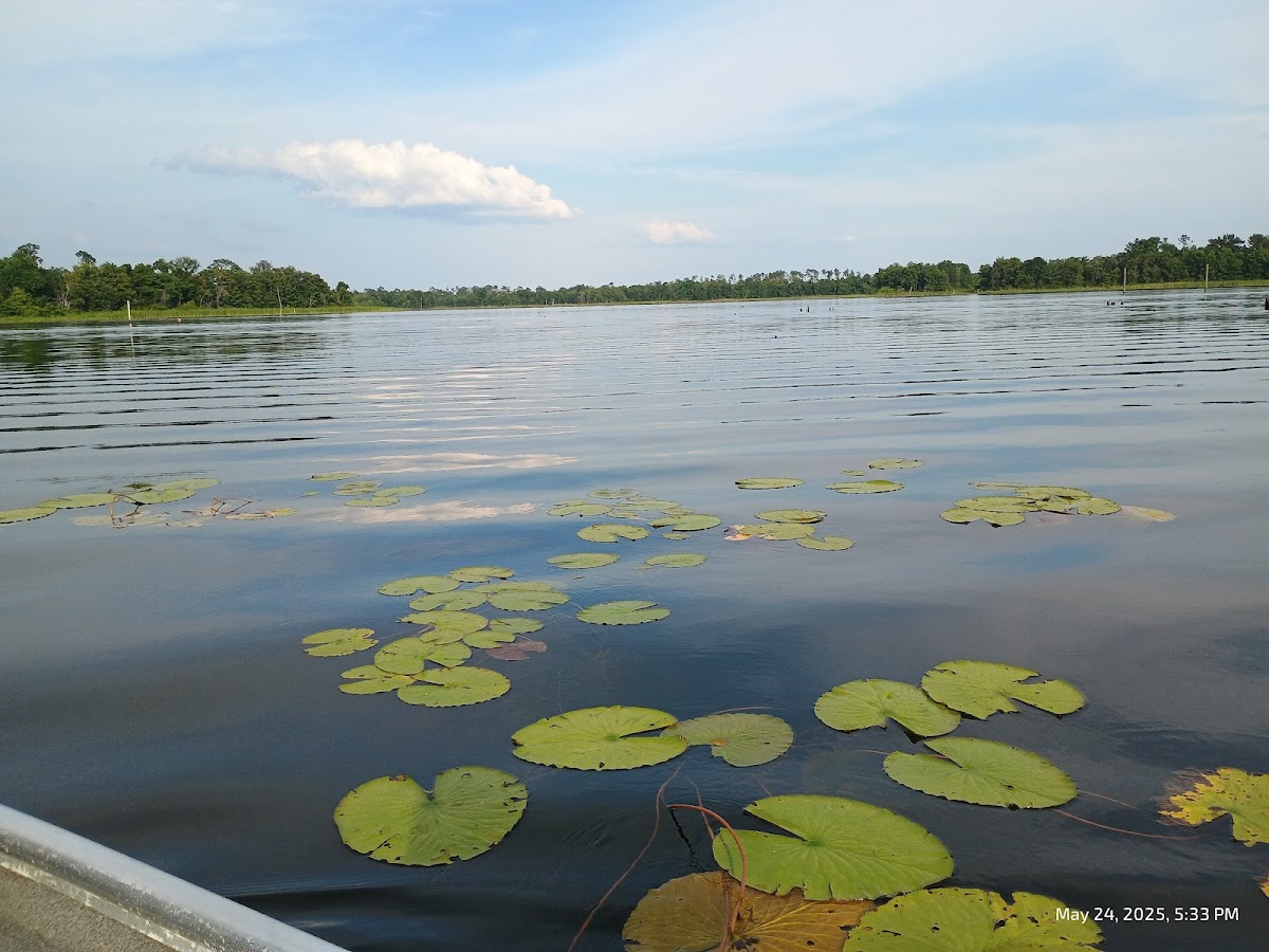 Lake Seminole boat ramp area