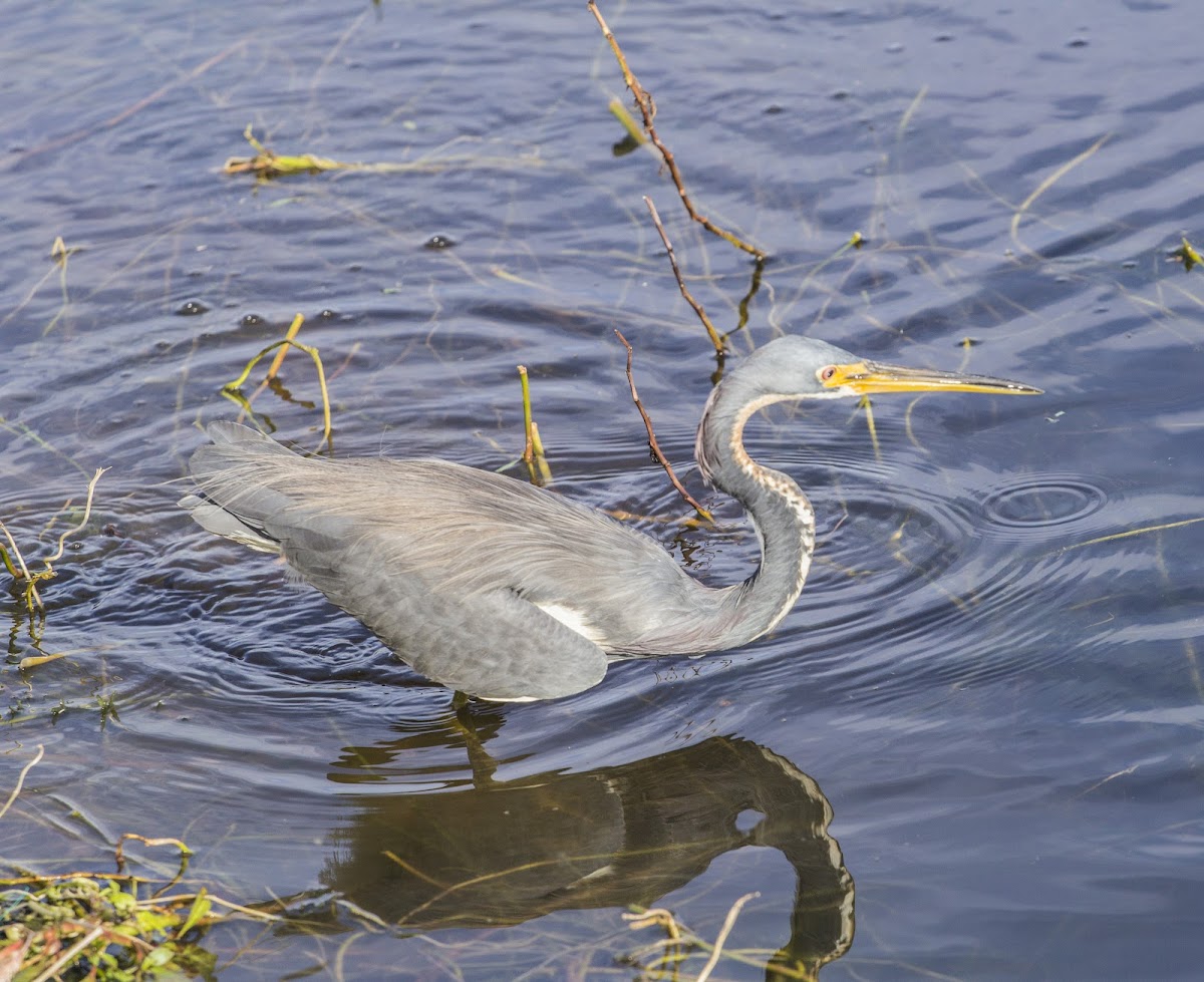 Lake Tohopekaliga, Florida