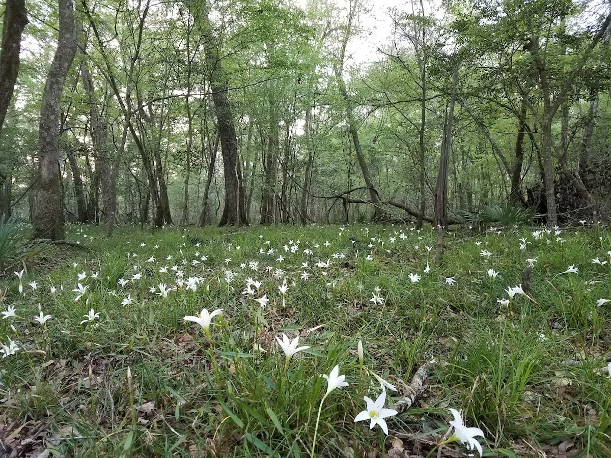 Middle Aucilla River, Florida