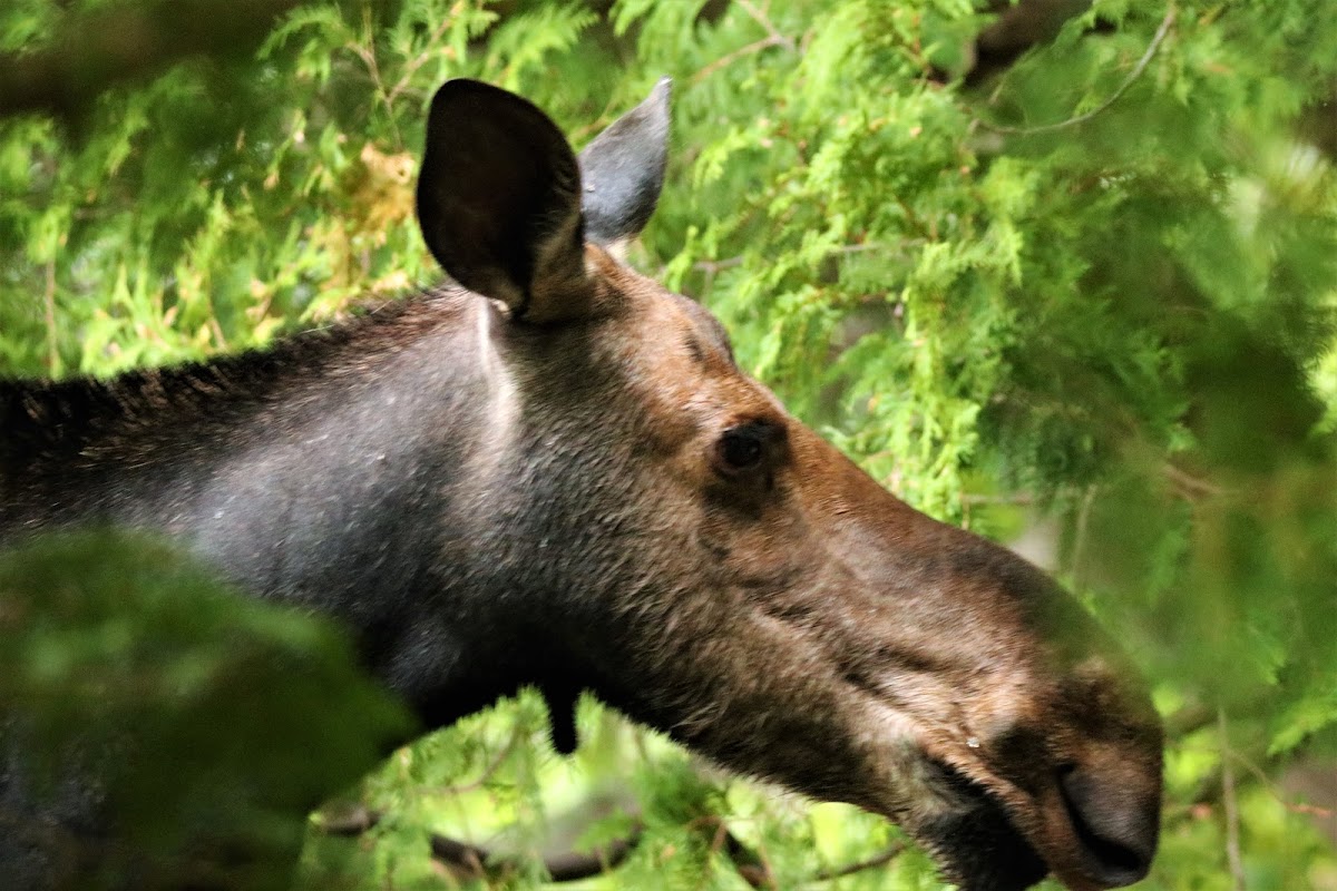 Moosehead Lake, Maine