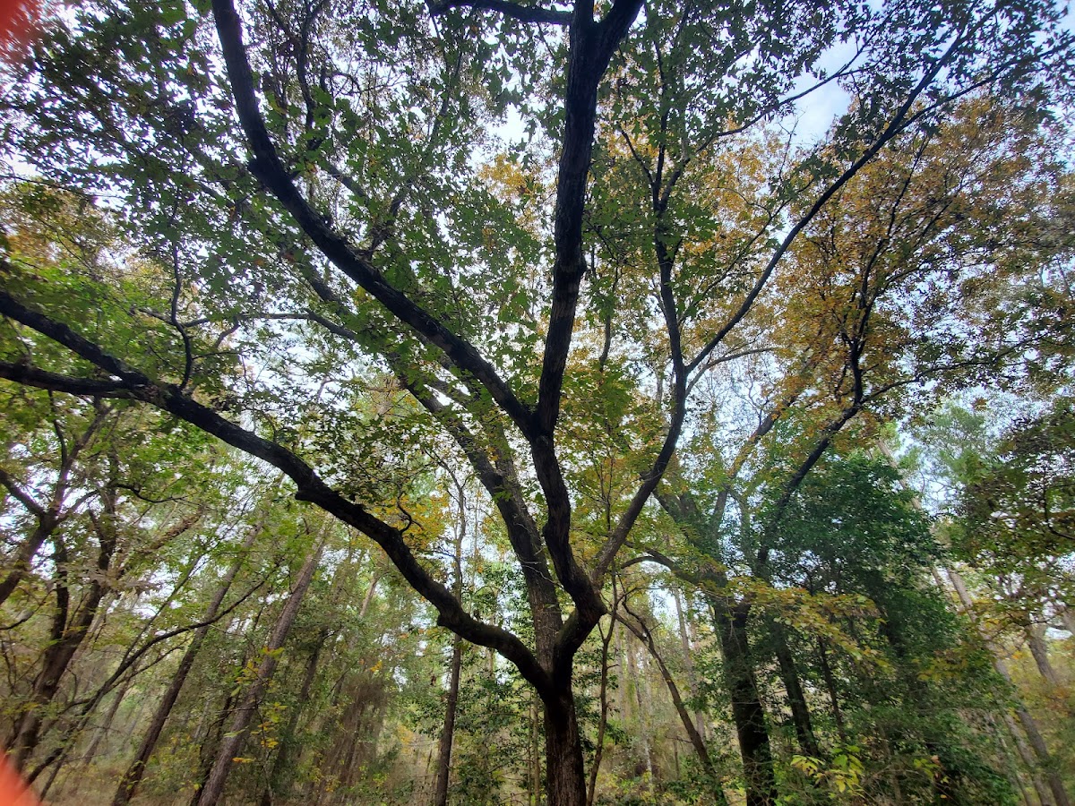 North Fork Edisto River, South Carolina