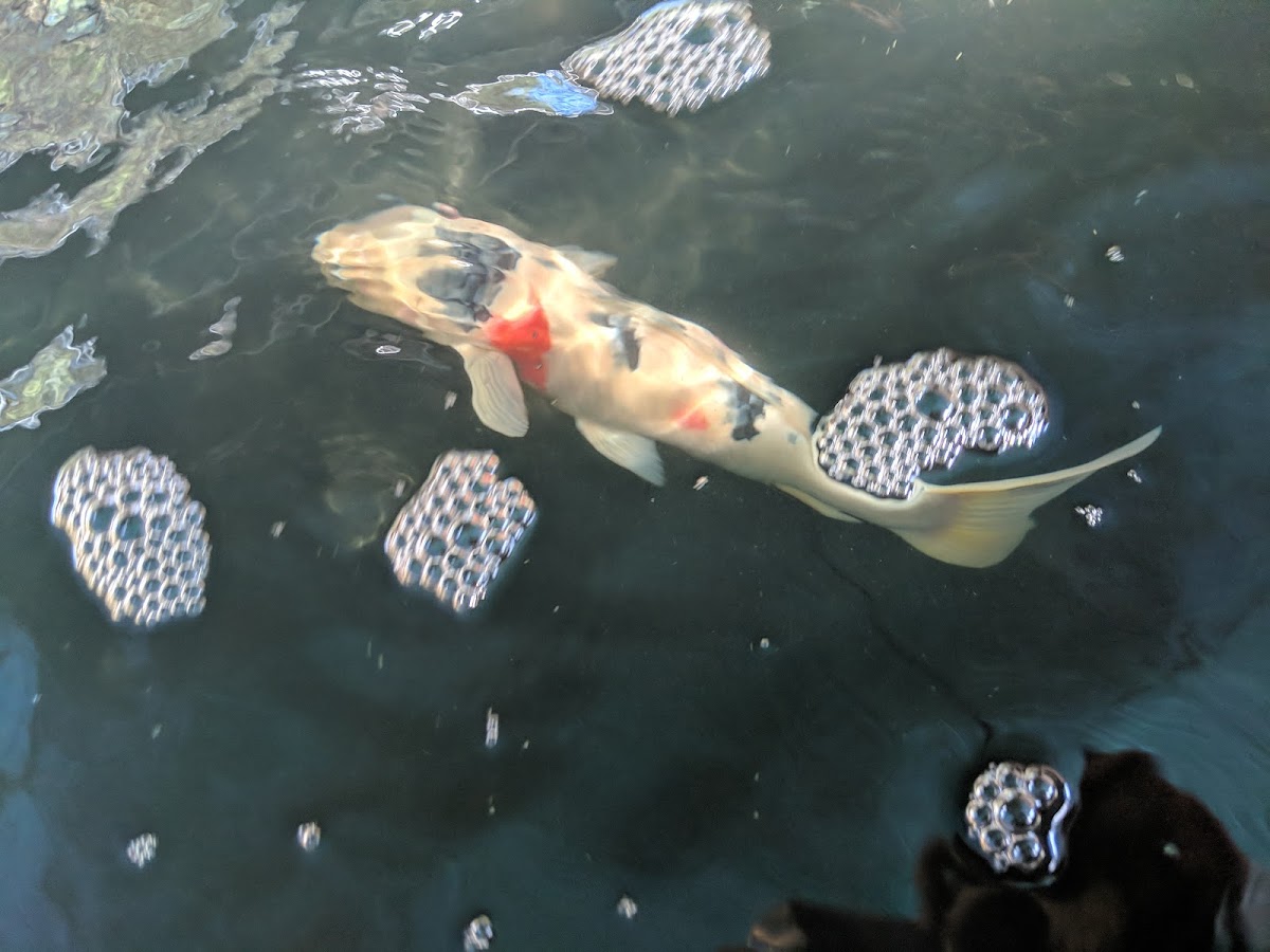 Pond, South Carolina