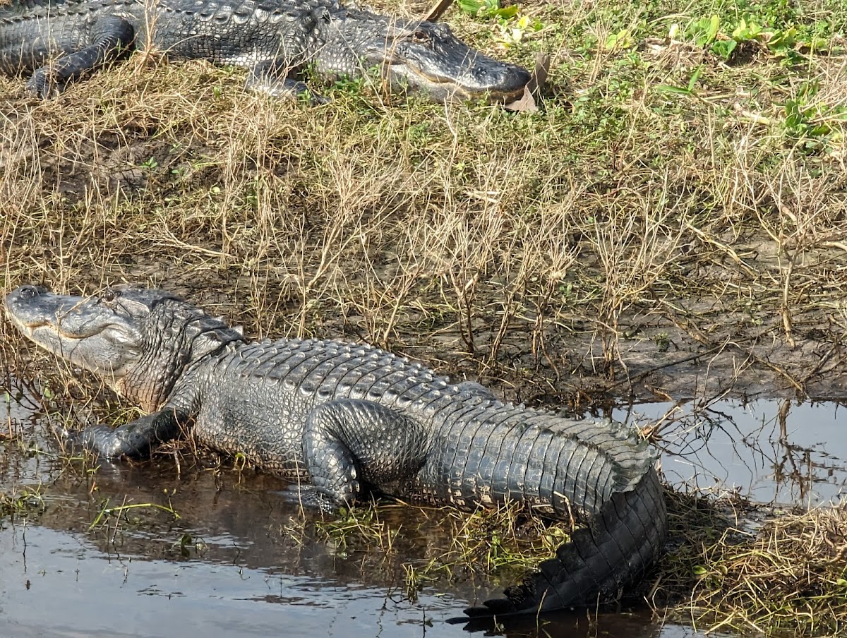 Saint Johns River, Florida