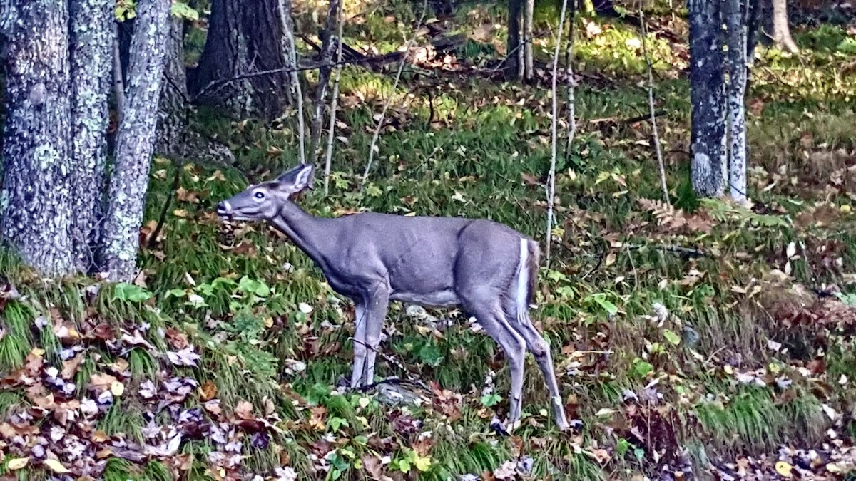 Spider Lake, Wisconsin