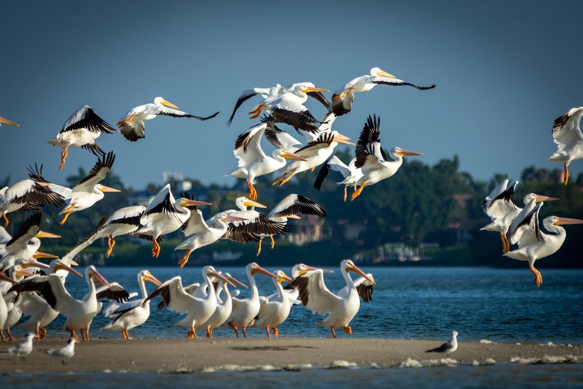 Tampa Bay - Bunces Pass, Florida