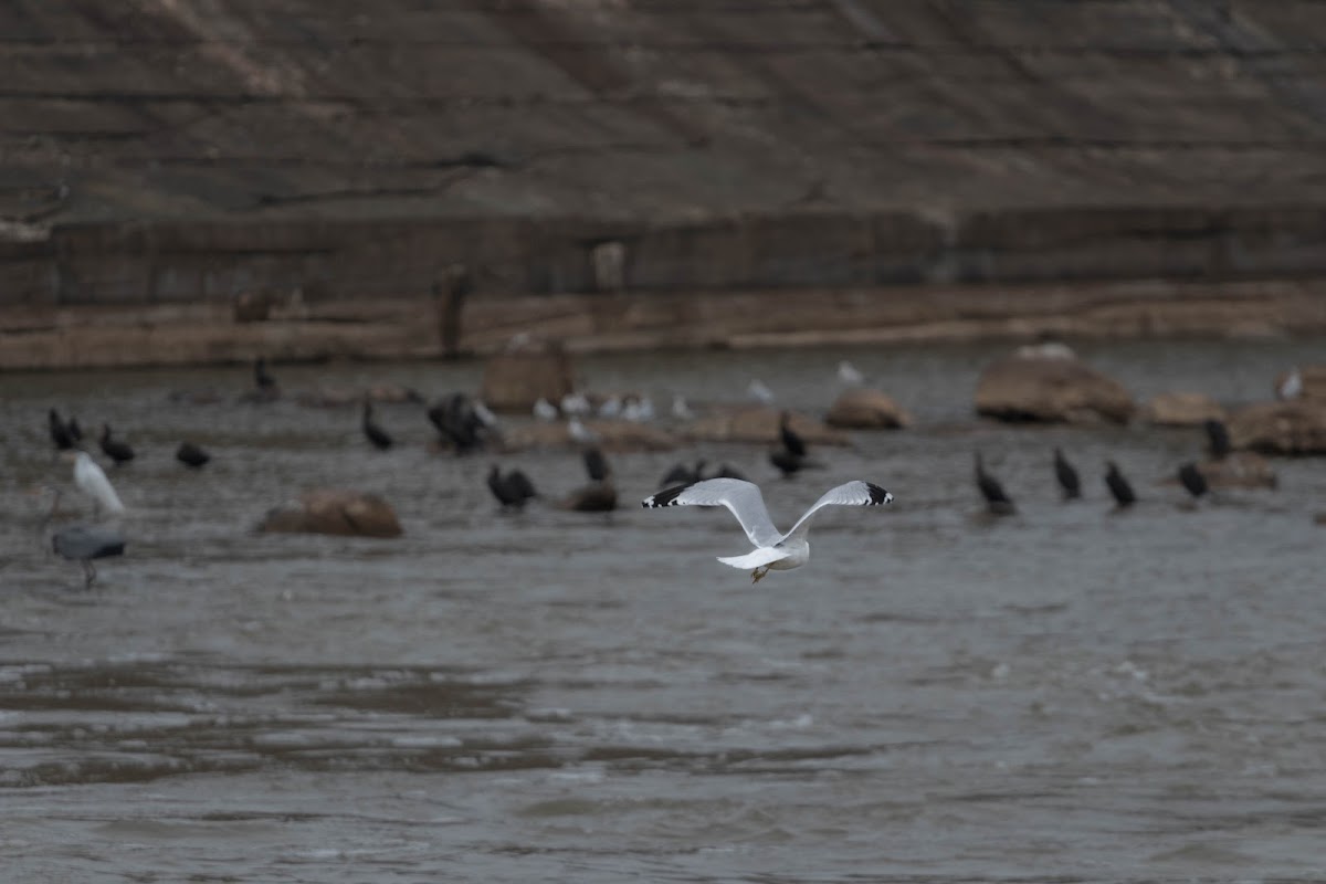 Wateree River, South Carolina
